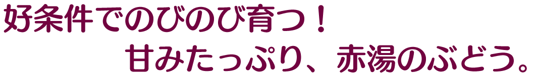 好条件でのびのび育つ！甘みたっぷり、赤湯のぶどう。